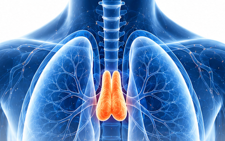 Anatomical illustration showing the thymus between the lungs