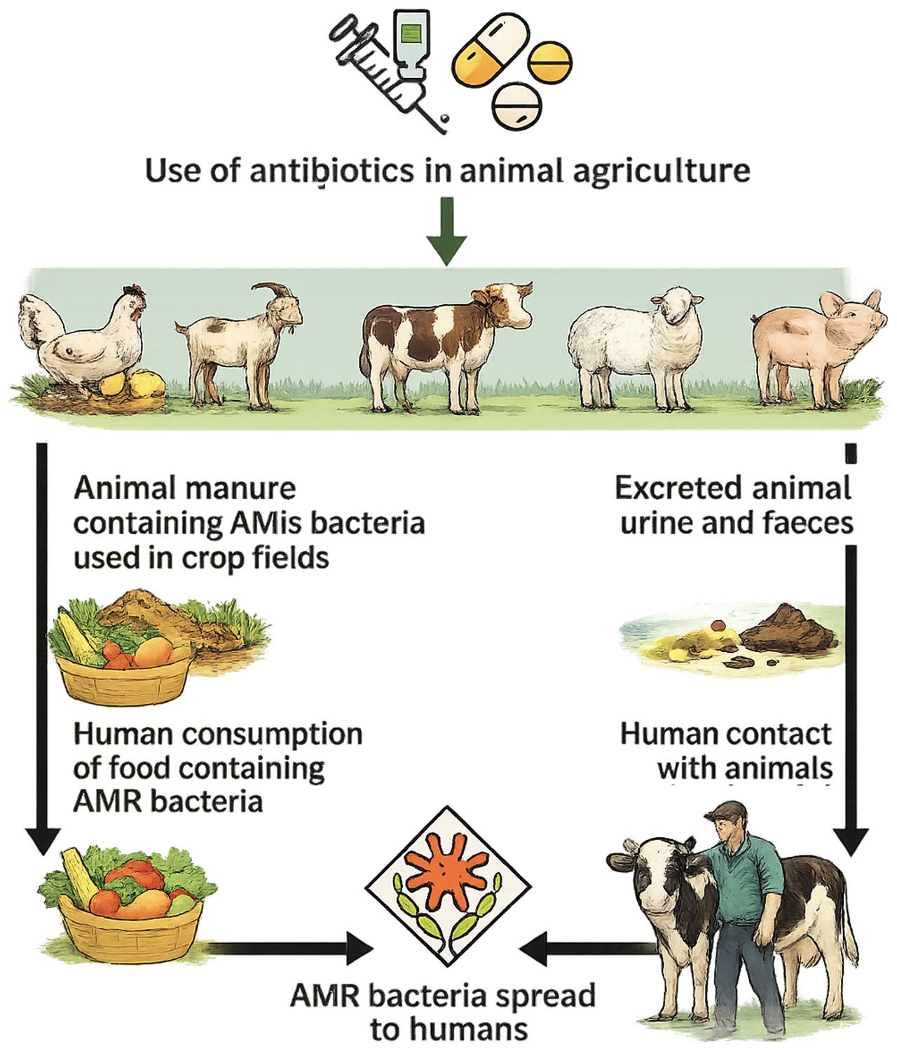 Antibiotic use in animal agriculture and the routes by which antimicrobial-resistant bacteria reach people: manure on crop fields, food consumption, excreted waste and direct animal contact